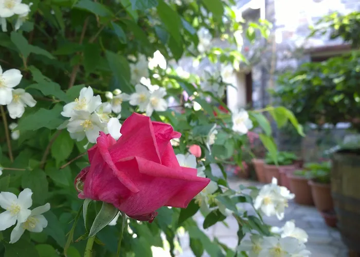 Aleka's House 4* Pelion