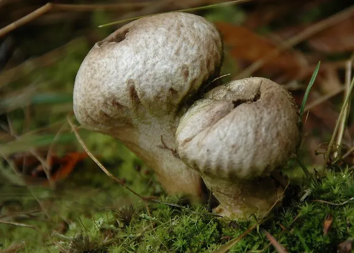 Aleka's House 4* Pelion